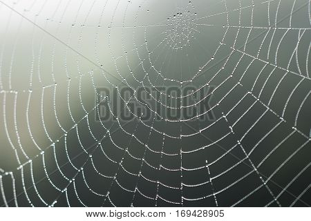 Spider web with dew drops at dawn