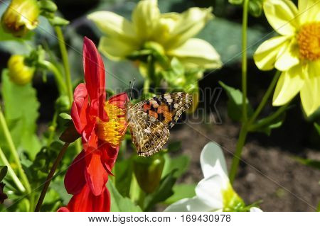 Painted Lady butterfly Vanessa cardui nectaring on red Dahlia flower with underwings showing