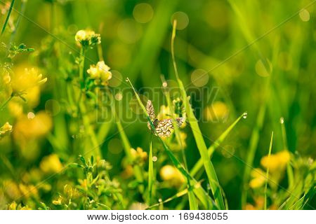 Beautiful Landscape The Wildlife. Fresh Green Grass And Yellow Wildflowers With Water Drops On The B
