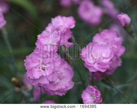 Dianthus