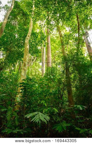 Jungle forest with tropical tree at the Khao Phra Thaeo Phuket Thailand