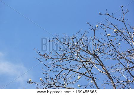 Abscission. A tree dropping old leaves and having new leaves in winter Thailand