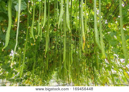 Luffa acutangula planted in a tunnel structure