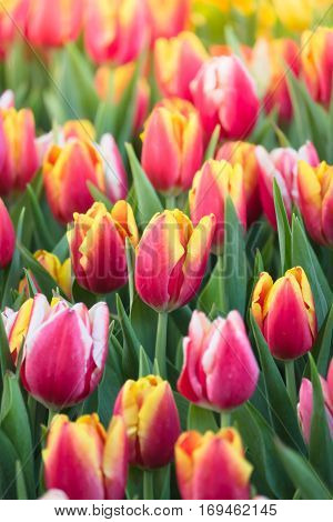 Tulip. Beautiful Bouquet Of Tulips. Colorful Tulips.