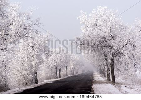 Frosted trees and plants along the way.