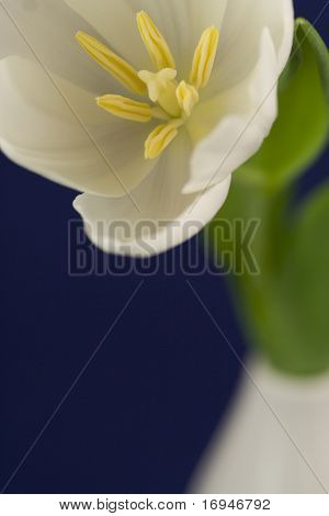 Witte tulip in een vaas op blauwe achtergrond