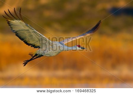 Sandhill Crane (Antigone canadensis) Bosque del Apache National Wildlife Refuge New Mexico USA
