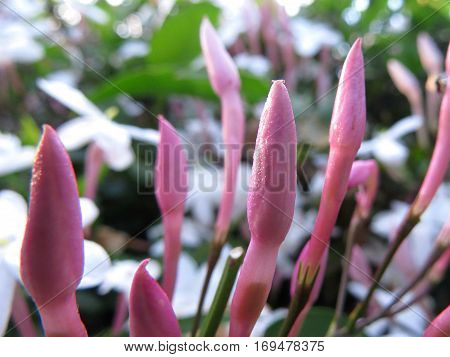 Jasmine flower buds about to bloom open in garden white pink