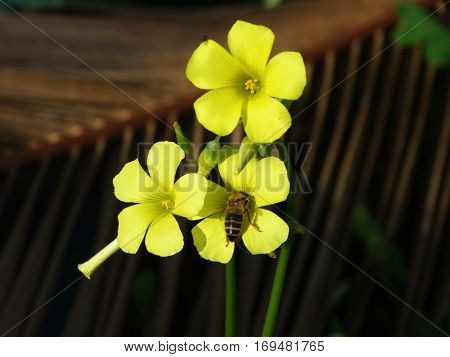 Bee getting pollen on the yellow flower sorrel