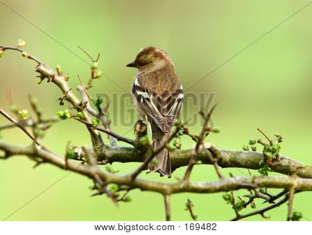 The Female Chaffinch