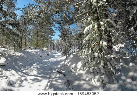 snowy path through winter pine woods in the Etna Park, Sicily