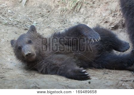 Newborn Kamchatka brown bear (Ursus arctos beringianus), also known as the Far Eastern brown bear.