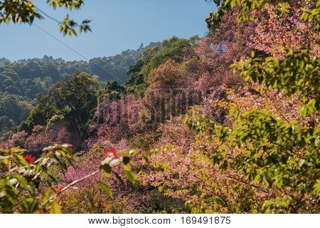 Cherry Blossoms tree on the mountain Khun-Chang-Kian Chiang Mai ,Thailand.