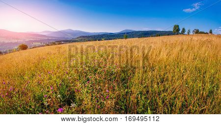 high yellow grass field in the mountains