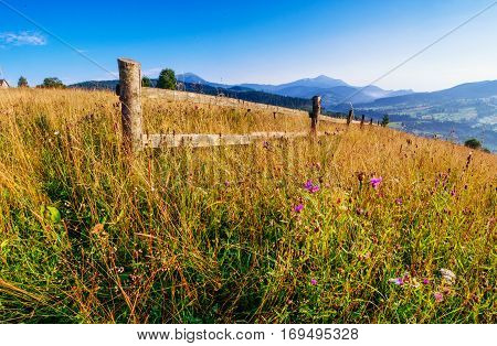 high yellow grass field in the mountains