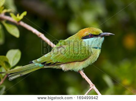 Beautiful green bird in wild nature. Yala National Park. Sri Lanka