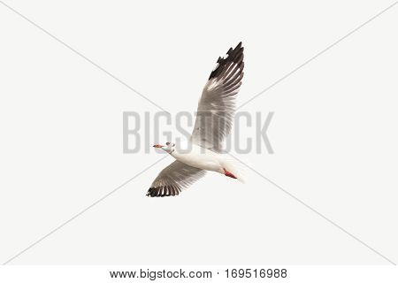 Seagull flying in the sky light gray background isolated