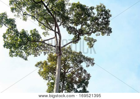 forest trees. nature green wood sunlight backgrounds.