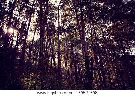 forest trees. nature green wood sunlight backgrounds.