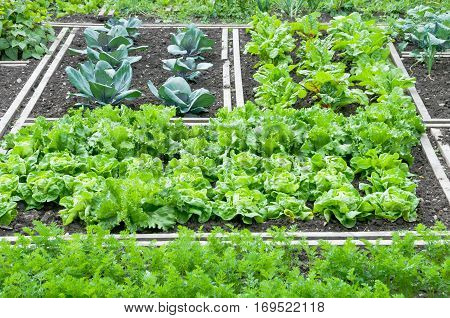 Lettuce and red cabbage plants on a vegetable garden ground with other vegetables in the background