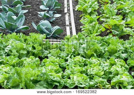 Lettuce and red cabbage plants on a vegetable garden ground with other vegetables in the background