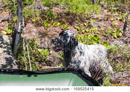 English setter resting. Hunting dog on the Tagasuk lake. Siberia, Russia