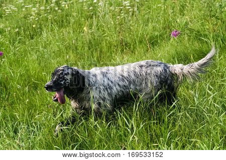 English setter. Hunting dog after work. Siberia, Russia