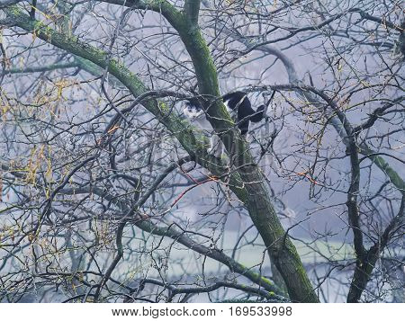 The wild cat sitting on the tree