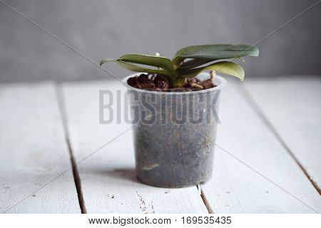 orchid in a pot without flowers on white wooden table
