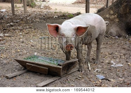 One little piglet eating out of the wooden trough