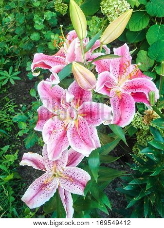 lily  flowers border. Beautiful nature scene with blooming chamomiles in sun flare. Sunny day. Spring flowers. Beautiful scene. Summer