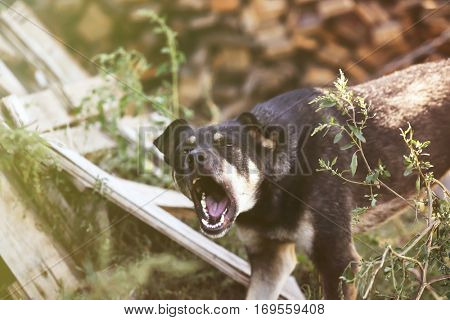Outbred barking dog on leash outdoors