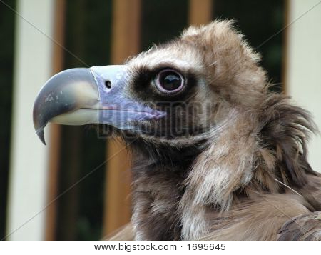 Eagle tæt op 1