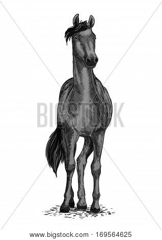 Horse or mustang trotter vector equine symbol for sport races or ride. Racehorse mustang or racer for equestrian sport contest or exhibition