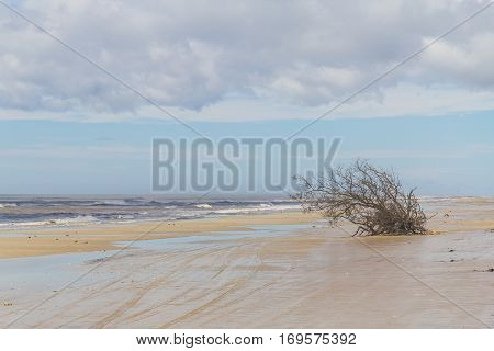Tree Down On The Beach