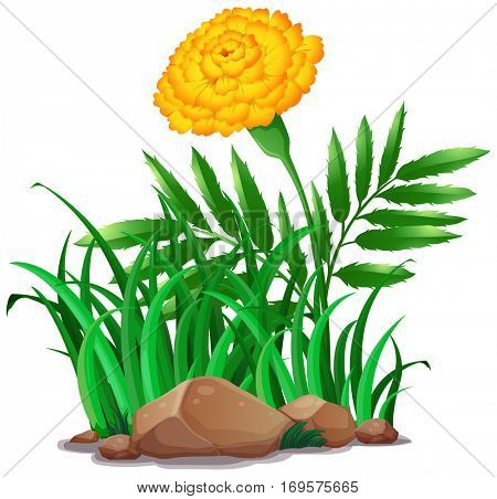 Merigold flower in garden illustration