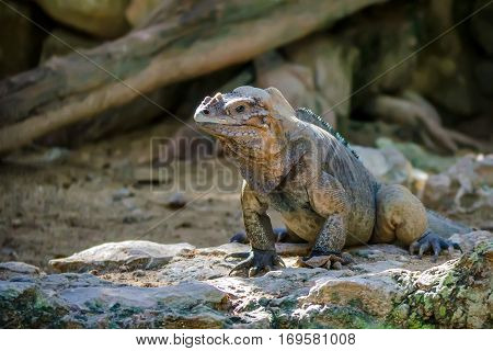 Exotic lizard named green iguana walks on ground