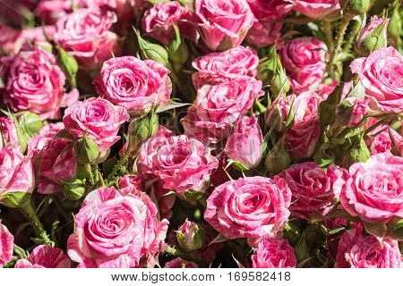 Close up view of pink and white marble-like rose buds on a flower market
