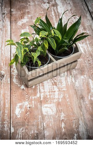 Green home garden plants in wooden box on old vintage board background. Rustic tabletop with copyspace.