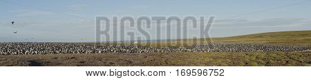 Large colony of Imperial Shag (Phalacrocorax atriceps albiventer) on Bleaker Island on the Falkland Islands