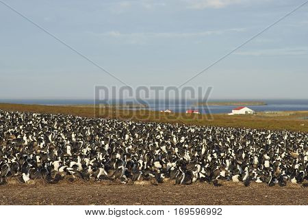 Large colony of Imperial Shag (Phalacrocorax atriceps albiventer) on Bleaker Island on the Falkland Islands