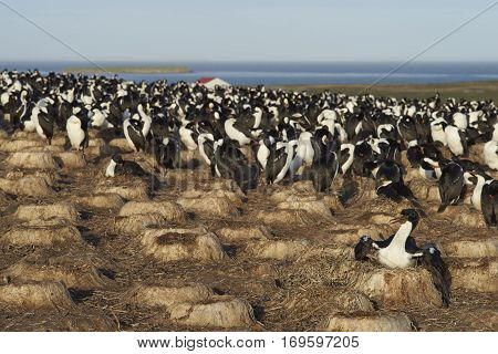 Large colony of Imperial Shag (Phalacrocorax atriceps albiventer) on Bleaker Island on the Falkland Islands. Unused nests from previous years in the foreground.
