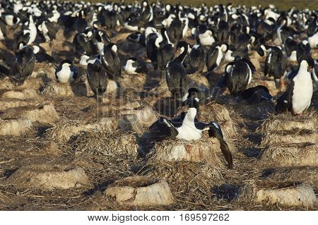 Large colony of Imperial Shag (Phalacrocorax atriceps albiventer) on Bleaker Island on the Falkland Islands