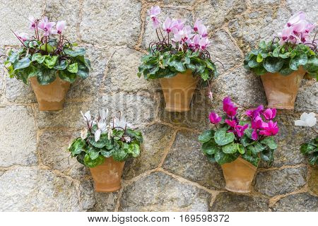 rustic, flowerpots street in the tourist island of Mallorca, Valdemosa city in Spain