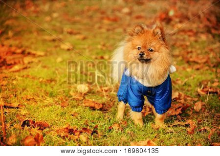 The story of spitz in the blue sweater