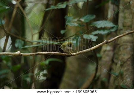 White-bellied Erpornis ( Erpornis Zantholeuca )