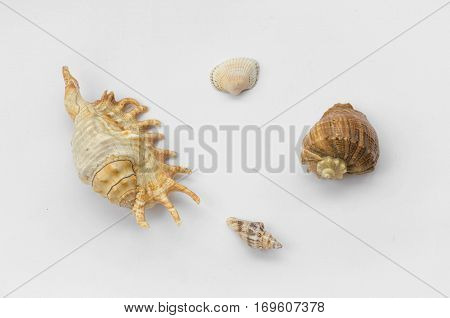 The Group Of Natural Colorful Conchs Isolated On A White Background. Collage Of My Downscaled Pictur