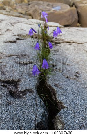 Bellflower grows on a rock. Siberia, Krasnoyarsk territory.