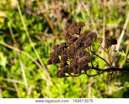 Pizhma herb dried up Medicinal plant with yellow flowers