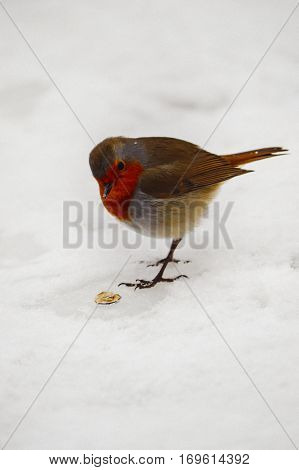 beautiful orange bird 
